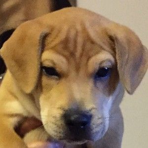 Meet your Posher, Georgiy